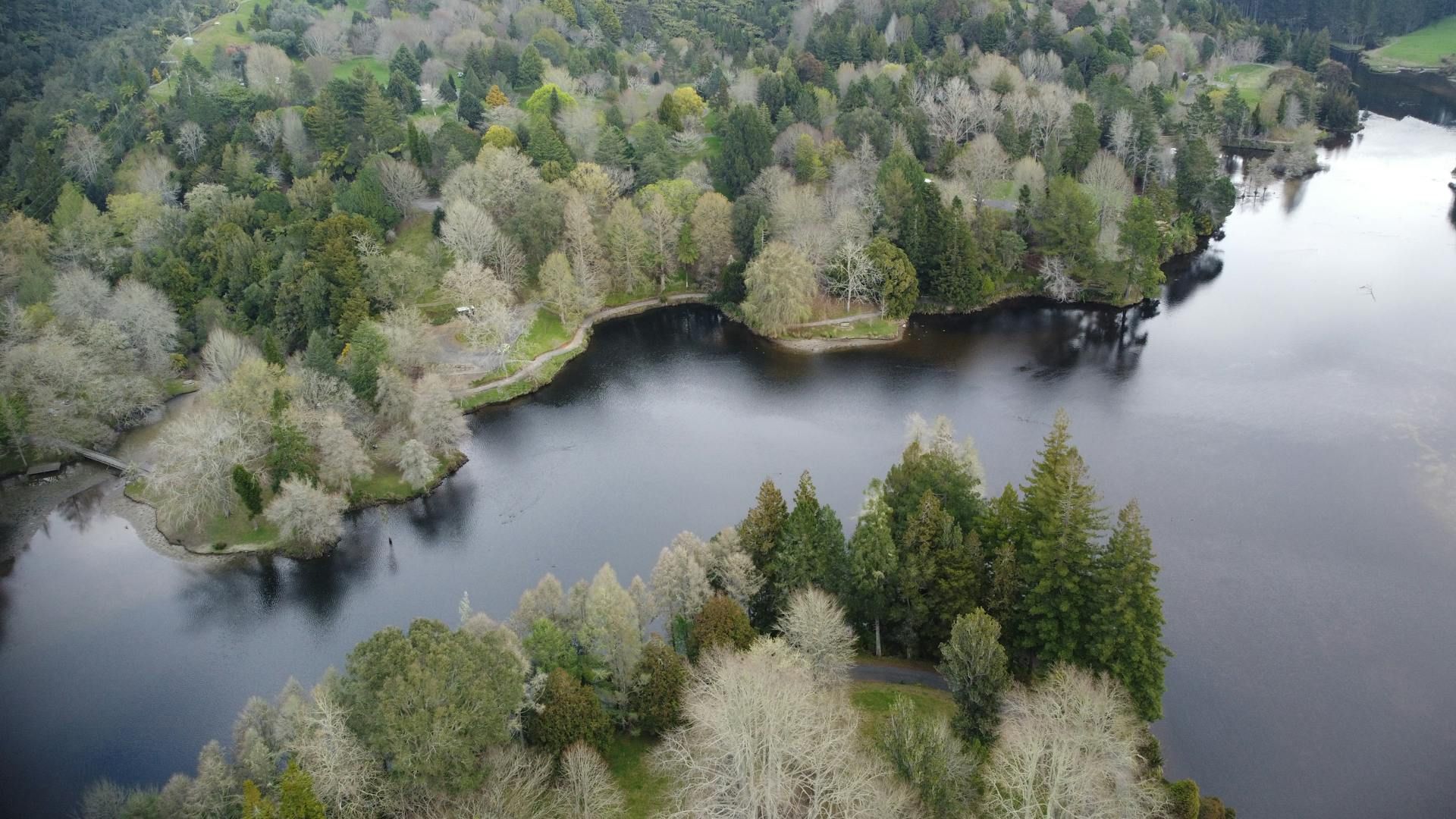 Drone shot of various tall trees in a park. The park is bordered by a lake or river.